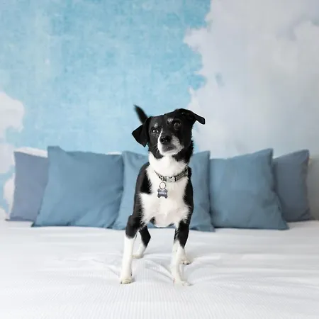 Gasthuis Francis Superior 4*